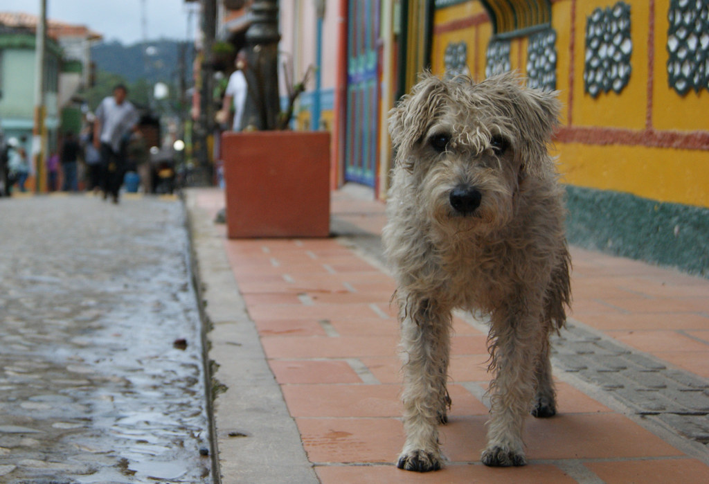 Pets in Barranquilla: The Complete Mascotas Guide (2026)